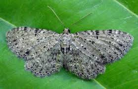 Attēlu rezultāti vaicājumam “Anticollix sparsata”