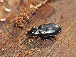 Attēlu rezultāti vaicājumam “Tachyta nana”