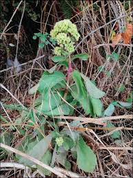 Attēlu rezultāti vaicājumam “Hylotelephium maximum leaf”