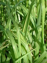 Attēlu rezultāti vaicājumam “Milium effusum”