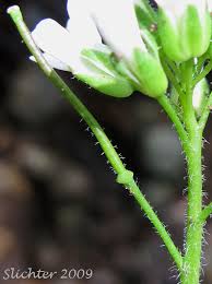 Attēlu rezultāti vaicājumam “Arabis hirsuta flower”
