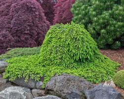 Attēlu rezultāti vaicājumam “Picea abies fo. virgata leaf”