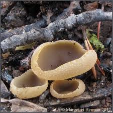 Attēlu rezultāti vaicājumam “Peziza varia”