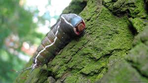 Attēlu rezultāti vaicājumam “Cerura vinula”