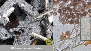 Attēlu rezultāti vaicājumam “Diderma spumarioides”