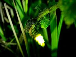 Attēlu rezultāti vaicājumam “Lampyris noctiluca”