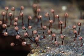 Attēlu rezultāti vaicājumam “Cribraria cancellata”