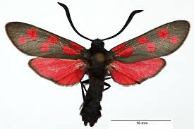 Attēlu rezultāti vaicājumam “Zygaena filipendulae exuvia”