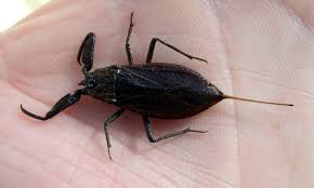 Attēlu rezultāti vaicājumam “Nepa cinerea”