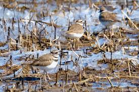 Image result for Charadrius vociferus