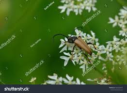 Attēlu rezultāti vaicājumam “Anastrangalia sanguinolenta male”