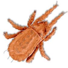 Attēlu rezultāti vaicājumam “Acari”