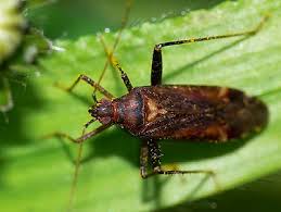 Attēlu rezultāti vaicājumam “Phytocoris varipes”