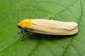 Attēlu rezultāti vaicājumam “Lithosia quadra male”