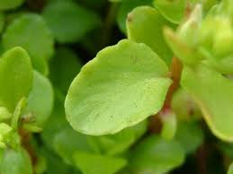 Attēlu rezultāti vaicājumam “Phedimus spurius leaf”