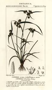 Attēlu rezultāti vaicājumam “Cyperus fuscus”