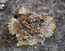 Attēlu rezultāti vaicājumam “Caloplaca saxicola”