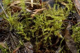 Attēlu rezultāti vaicājumam “Campyliadelphus elodes”