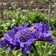 Image result for scabiosa caucasica