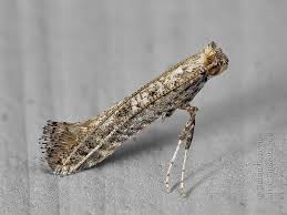 Attēlu rezultāti vaicājumam “Parornix anglicella”