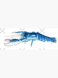 Image result for Homarus gammarus