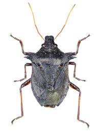 Attēlu rezultāti vaicājumam “Picromerus bidens”