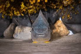 Image result for Cyclopterus lumpus