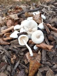 Attēlu rezultāti vaicājumam “Didymium xanthopus stalked”