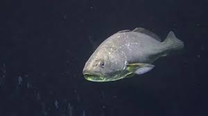 Image result for Argyrosomus regius