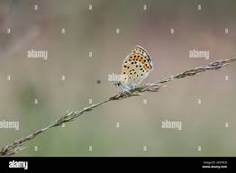 Attēlu rezultāti vaicājumam “Lycaena tityrus female”