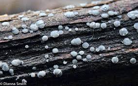 Attēlu rezultāti vaicājumam “Fuligo cinerea macro”