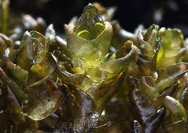 Attēlu rezultāti vaicājumam “Jungermannia subulata”