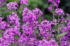 Image result for Hesperis matronalis