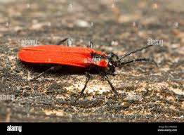 Attēlu rezultāti vaicājumam “Lygistopterus sanguineus”