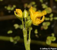 Attēlu rezultāti vaicājumam “Utricularia intermedia bud”