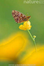 Attēlu rezultāti vaicājumam “Boloria titania”