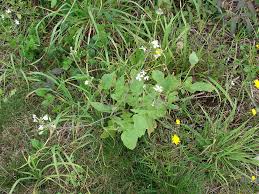 Image result for Raphanus sativus ssp. Oleiformes