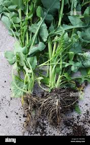 Attēlu rezultāti vaicājumam “Sonchus oleraceus”