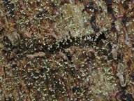 Attēlu rezultāti vaicājumam “Chaenotheca brachypoda”