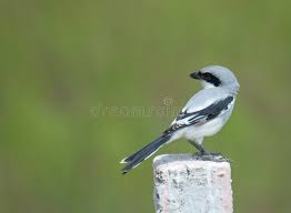 Attēlu rezultāti vaicājumam “Lanius excubitor”