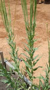 Attēlu rezultāti vaicājumam “Arabis glabra”