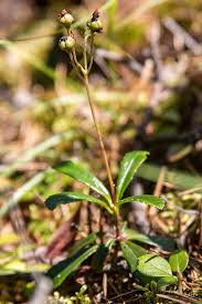 Attēlu rezultāti vaicājumam “Chimaphila umbellata leaf”