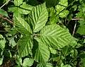 Attēlu rezultāti vaicājumam “Rubus plicatus leaf”