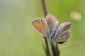 Attēlu rezultāti vaicājumam “Cyaniris semiargus female”