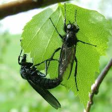 Attēlu rezultāti vaicājumam “Bibionidae”