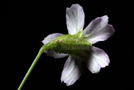 Attēlu rezultāti vaicājumam “Gypsophila muralis fruit”