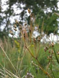 Attēlu rezultāti vaicājumam “Arenaria procera bud”