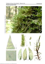 Attēlu rezultāti vaicājumam “Neckera pennata”