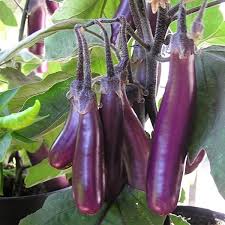 Afbeeldingsresultaat voor slim jim eggplant