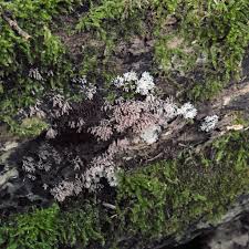 Attēlu rezultāti vaicājumam “Stemonitopsis typhina var. similis”